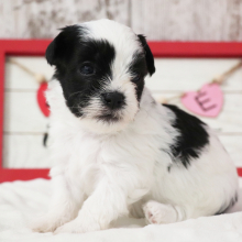 Havanese Puppy Java
