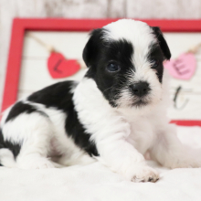 Havanese Puppy Java