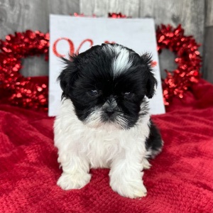 Shih Tzu Puppy Peggy
