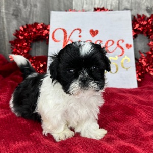 Shih Tzu Puppy Peggy