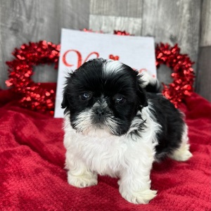 Shih Tzu Puppy Peggy