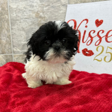 Shih Tzu Puppy Peggy