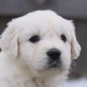 Golden Retriever Puppy Fennel