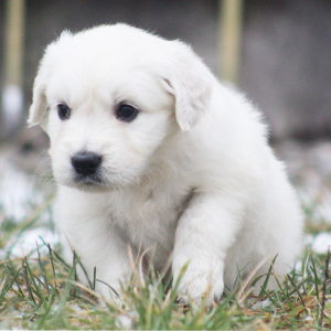 Golden Retriever Puppy Fennel