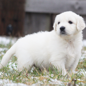 Golden Retriever Puppy Fennel