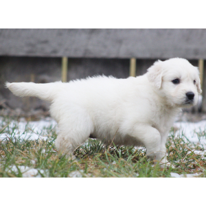 Golden Retriever Puppy Fennel