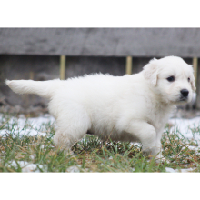 Golden Retriever Puppy Fennel