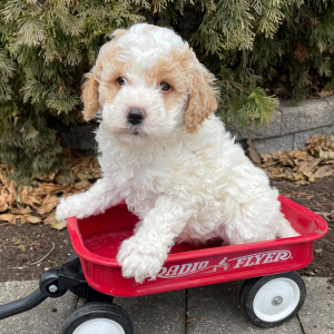 Goldendoodle Puppy Hazel Jo