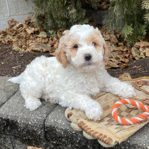 Goldendoodle Puppy Hazel Jo