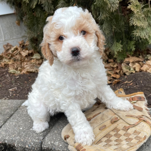 Goldendoodle Puppy Hazel Jo