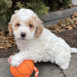 Goldendoodle Puppy Hazel Jo