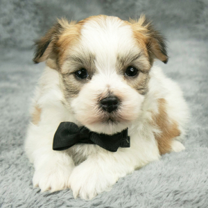 Havanese Puppy Felix
