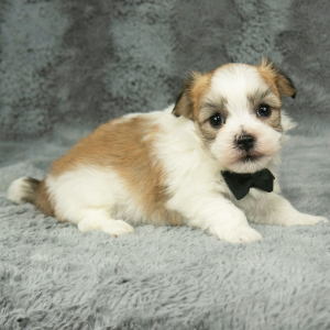 Havanese Puppy Felix