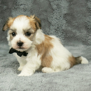 Havanese Puppy Felix