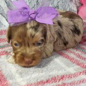Aussiedoodle Puppy Betsy
