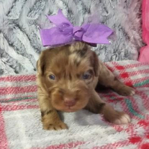 Aussiedoodle Puppy Betsy