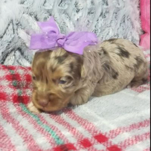 Aussiedoodle Puppy Betsy