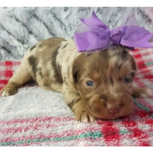 Aussiedoodle Puppy Betsy