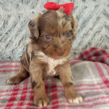 Aussiedoodle Puppy Betsy
