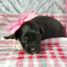 Aussiedoodle Puppy Freda