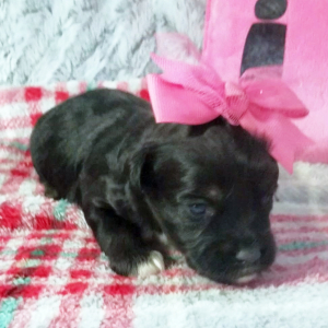 Aussiedoodle Puppy Freda