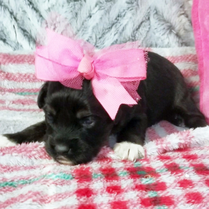 Aussiedoodle Puppy Freda