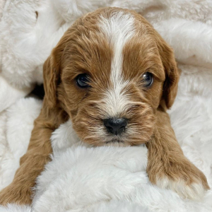 Cavapoo Puppy Farrah