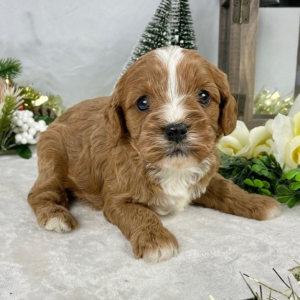 Cavapoo Puppy Farrah