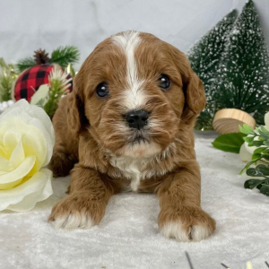 Cavapoo Puppy Farrah