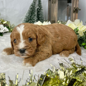 Cavapoo Puppy Farrah