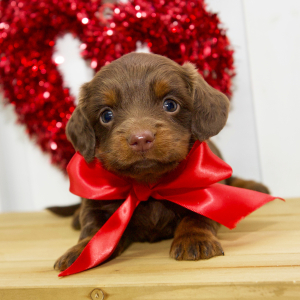 Dachshund Puppy Leah