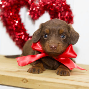 Dachshund Puppy Leah