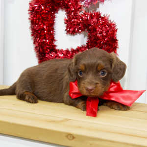 Dachshund Puppy Leah