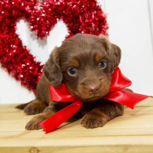 Dachshund Puppy Leah