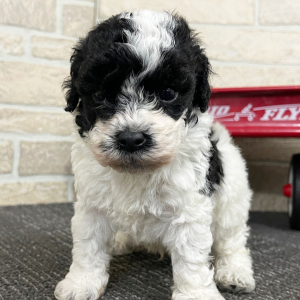 Bichonpoo Puppy Tebow
