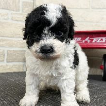 Bichonpoo Puppy Tebow