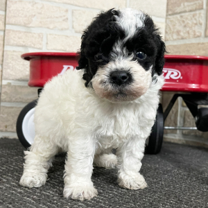 Bichonpoo Puppy Tebow
