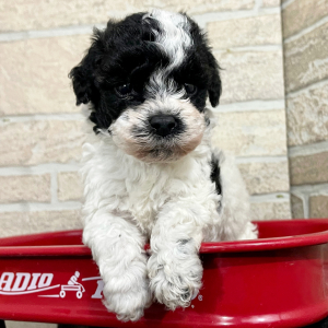 Bichonpoo Puppy Tebow