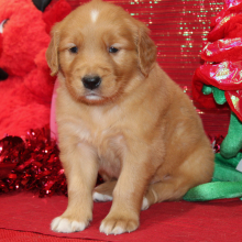 Golden Retriever Puppy Sady