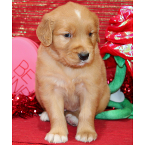 Golden Retriever Puppy Sady