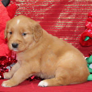 Golden Retriever Puppy Sady