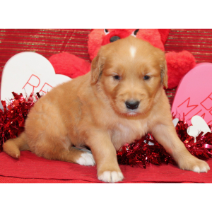 Golden Retriever Puppy Sady