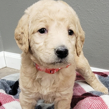 Labradoodle Puppy Tikki
