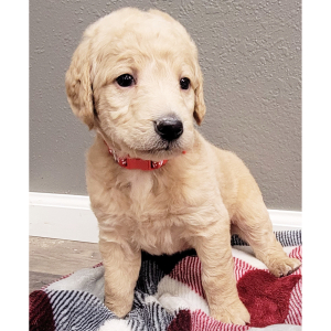 Labradoodle Puppy Tikki