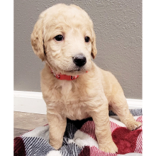 Labradoodle Puppy Tikki