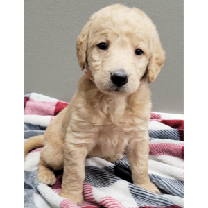 Labradoodle Puppy Tikki