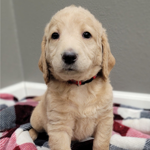 Labradoodle Puppy Tikki