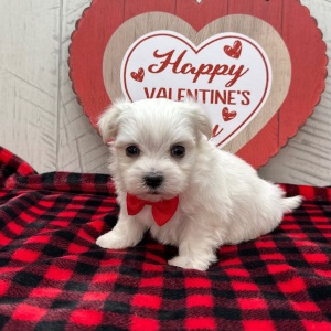 Maltese Puppy Hugo