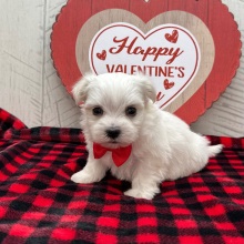 Maltese Puppy Hugo