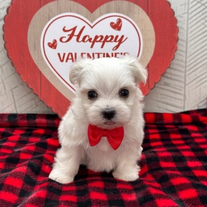 Maltese Puppy Hugo